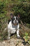 BOULEDOGUE FRANCAIS 240